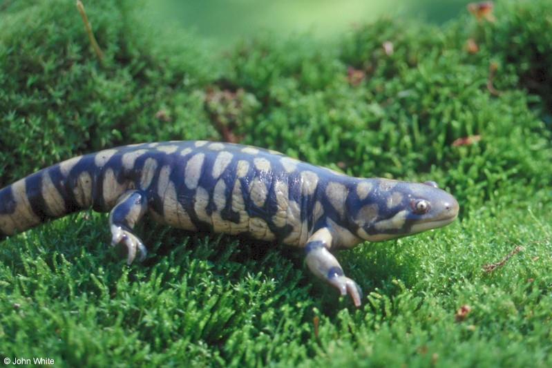 Urodelos - salamandras