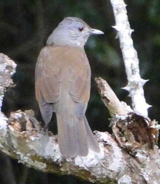 Turdus