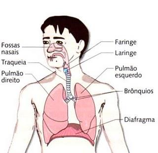 O Aparelho Respiratório O aparelho respiratório é o conjunto de órgãos responsáveis pelas trocas gasosas no organismo composto pelas narinas,