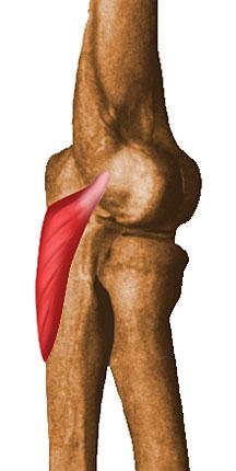 Músculos da Extensão do Cotovelo Ancôneo I.P. I.D.