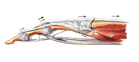 Extensor dos dedos Músculos Extensores Extrínsecos dos Dedos I.P.
