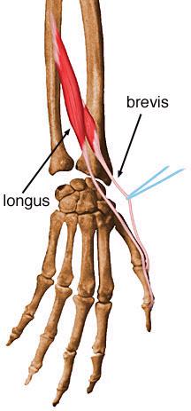 Flexor longo do polegar I.P. Superfície anterior do rádio Abdutor longo do polegar I.P. Superfície posterior do rádio e ulna Músculos Extrínsecos do Polegar Extensor longo e curto do polegar I.