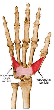 Músculos Intrínsecos do Dedo Mínimo e do Polegar Adutor do polegar Flexor curto do dedo mínimo Abdutor