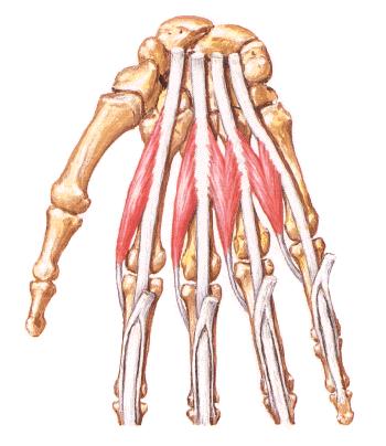 Músculos Intrínsecos dos Dedos Os interósseos Os lumbricais Adução dos dedos Abdução
