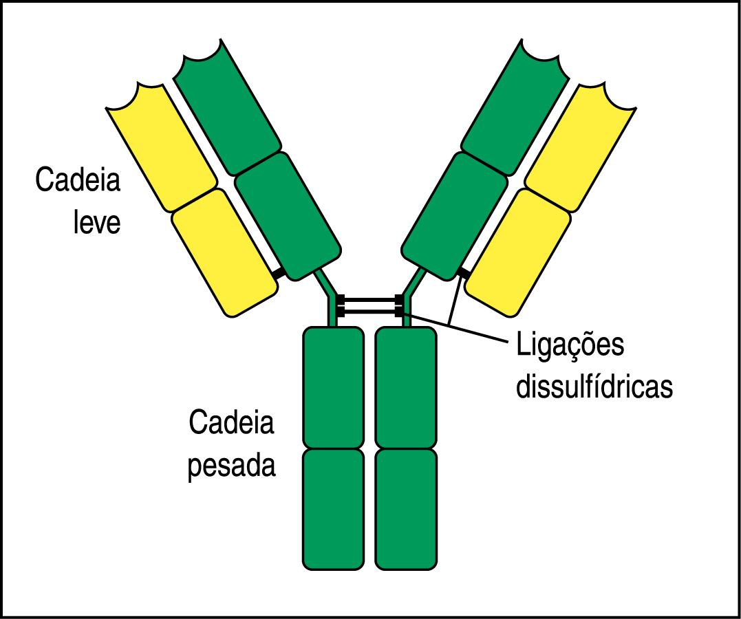 A molécula de imunoglobulina é composta por dois tipos de cadeias proteicas: cadeias leves e cadeias pesadas.