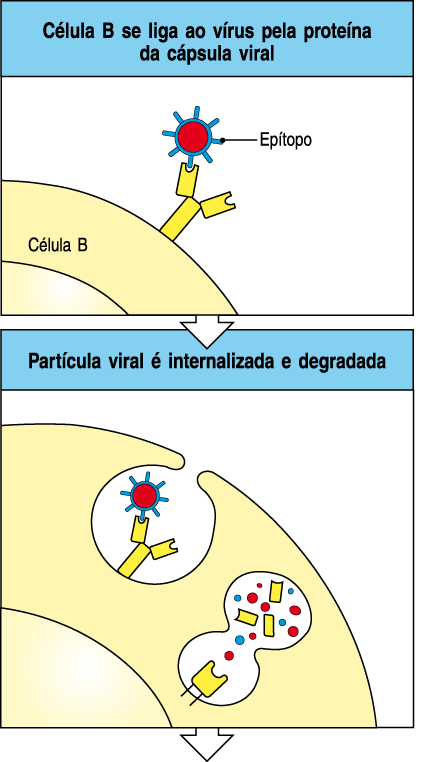 Células B e células T