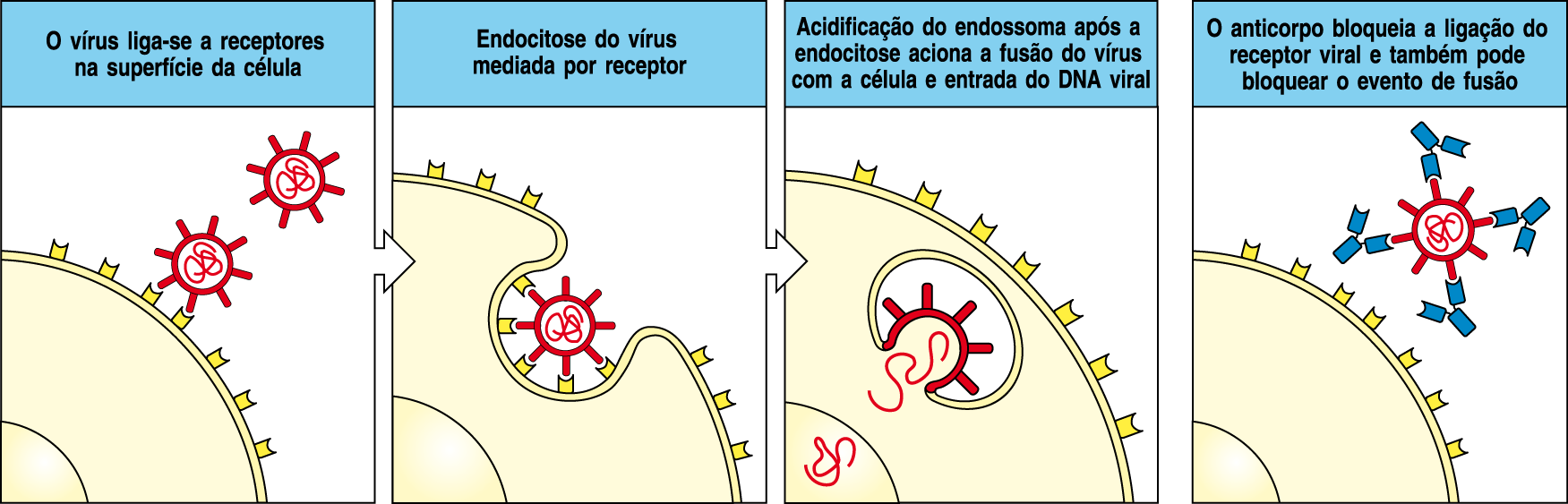 Infecção viral das células pode ser