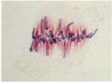 Divisão celular FASE MITÓTICA Mitose (divisão do núcleo): Profase Metafase Os cromossomas atingem o máximo de condensação; Os cromossomas ligam-se às fibras do fuso acromático e