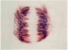 Divisão celular FASE MITÓTICA Mitose (divisão do núcleo): Profase Metafase Anafase Os centrómeros dividem-se e os cromatídeos de cada cromossoma