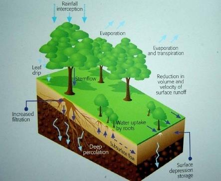 Função hidrológica das plantas