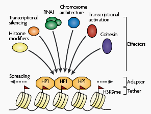 Modificações nas Histonas Essas proteínas (Swi6p, HP1) quando ligada a H3K9 me2, serve como uma plataforma de montagem de fatores