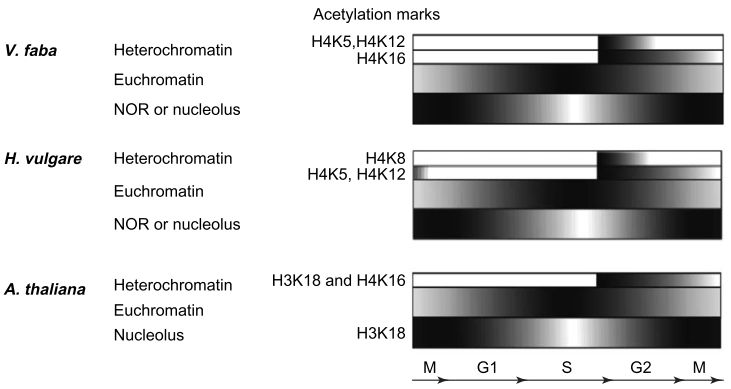 Chromosomal histone modification patterns from conservation to diversity Dinâmica do ciclo celular e a intensidade de acetilação em vários