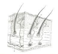 Derme Incisão da pele Fibras colágenas e elásticas Percepção do tato epiderme Vasos e nervos Glândulas cutâneas derme Folículos pilosos Músculo liso fibras elásticas - Fibras elásticas: elasticidade