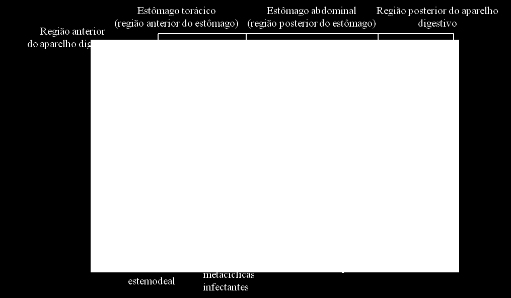 Introdução 1.2.4.1 - Desenvolvimento intravectorial de Leishmania sp. Figura 9 - Ilustração do aparelho digestivo de um flebótomo fêmea e desenvolvimento intravectorial de Leishmania sp.