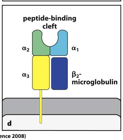 Ligação do TCR ao MHC I- peptídio α CDR1