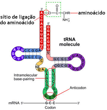 trna