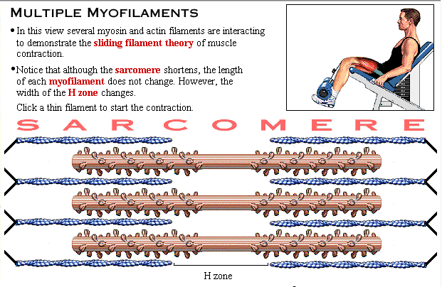 Durante a contração, o tamanho dos filamentos não muda, o que ocorre é o deslizamento dos filamentos finos (actina) sobre os grossos (miosina).