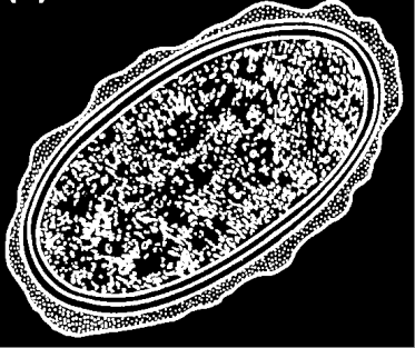 Férteis Morfologia Membrana mamilonada Larva Ovos Grandes (50 x 60 µm) Ovais Cor castanha (fezes) Ovos férteis Membrana mamilonada espessa Mucopolissacarídeos Pode estar ausente Membrana média