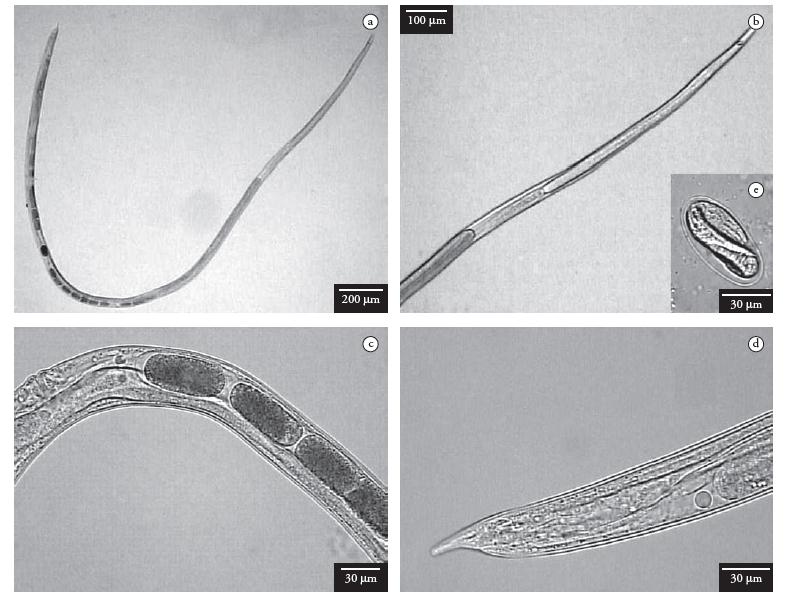 Morfologia Fêmea partenogenética Procriam sem precisar de machos que as fecundem Hábitat: Mucosa intestinal Duodeno e jejuno Boca trilabiada Esôfago Longo 1/4 do comprimento do parasito Filarióide