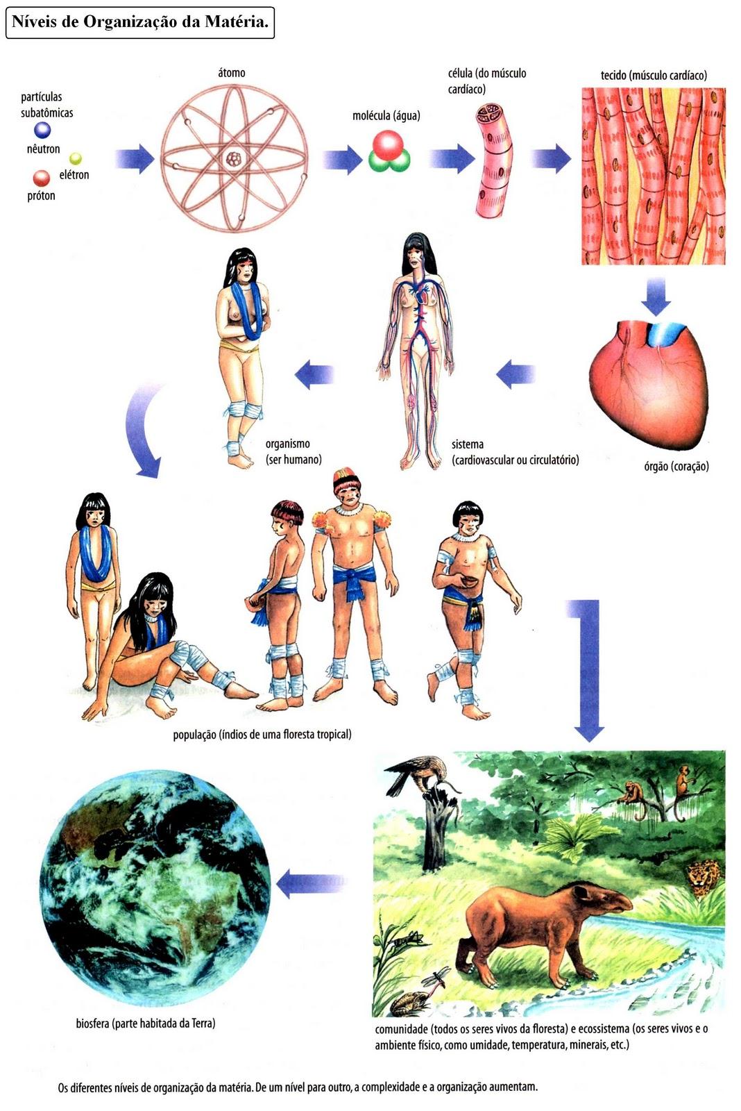 NÍVEIS DE ORGANIZAÇÃO DOS SERES VIVOS Existem vários níveis hierárquicos de organização entre os seres vivos, começando pelos átomos e
