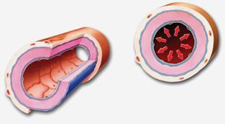 Pressão arterial e fatores influenciadores Pressão arterial sistólica (PAS): pressão gerada durante a sístole (ejeção) ventricular Pressão