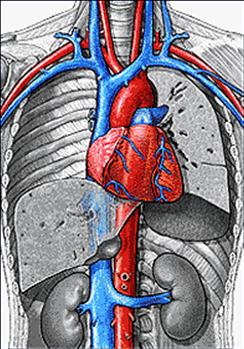 Sistema Cardiovascular Função: distribuição do O2 e dos nutrientes; remoção