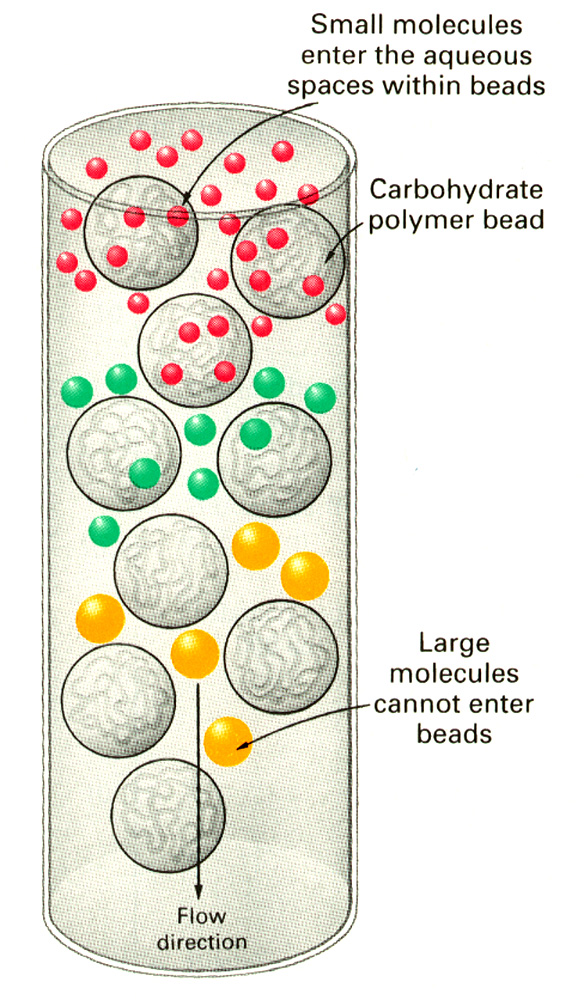 Separação pelo Tamanho: Filtração em Gel Esferas da resina com poros nas quais partículas pequenas podem entrar e as grandes não