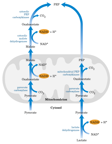 PEP carboxiquinase Caminhos alternativos para lactato e piruvato Málico desidrogenase oxaloacetato malato malato PEP oxaloacetato Piruvato