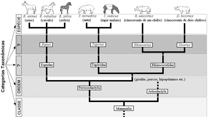 PPGECB / IB / UFMT Prova de Seleção para o Curso de Mestrado Turma 2014 Questão 1 A figura abaixo mostra uma árvore filogenética que reflete as relações de parentesco entre alguns animais da ordem