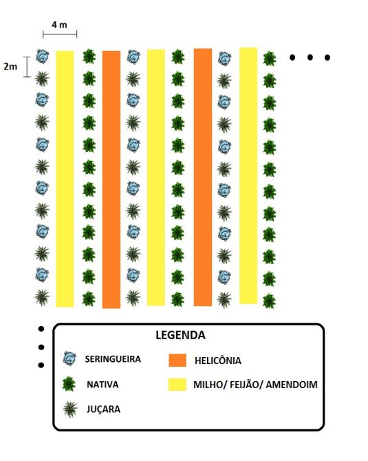 Não madeireiras produtivas com cultivo de anuais Espécies potenciais para a região: Frutíferas: Citros, Caqui, Abacate, Manga, Goiaba, Mamão, Banana.