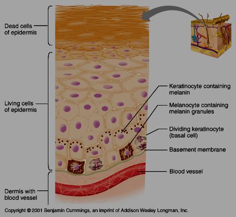 TECIDO EPITELIAL ESTRATIFICADO PAVIMENTOSO