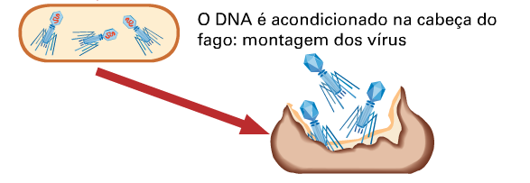 CICLO