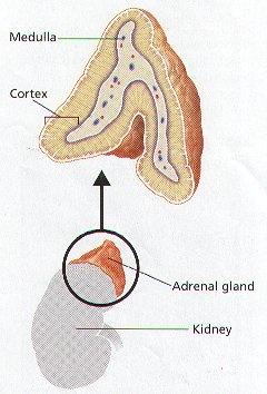 Corticosteróides Sintetizados pela córtex adrenal Sintetizados a