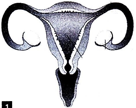 17- Preencha corretamente com os nomes dos lugares indicados. A B 2-6- 1-7- 3-5- 4-8- 18- Associe a 2ª coluna de acordo com a 1ª. 1 Ovário 2 Tubas uterinas 3 Útero 4 Vagina Liga os ovários ao útero.