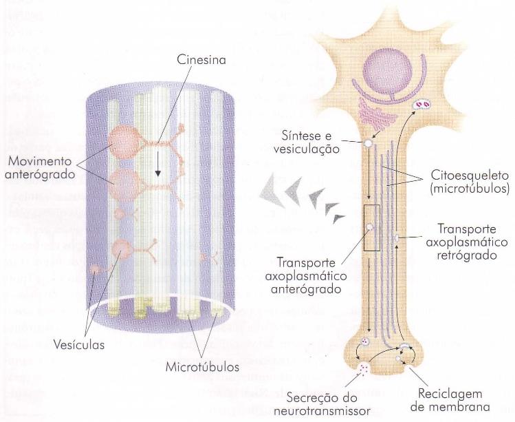 Morfologia do Neurônio
