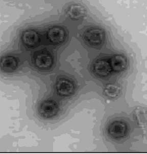 VACINA / ação VLPs capsídeo sem DNA viral altamente