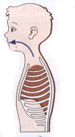 Ventilação pulmonar entrada e saída de ar dos pulmões, através dos movimentos respiratórios e tem duas fases (inspiração e expiração).