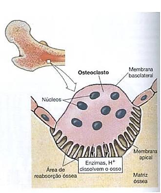 OSTEOCLASTOS: TECIDO ÓSSEO Os osteoclastos dissolvem a matriz óssea liberando cálcio para o sangue; Esse processo é importante para