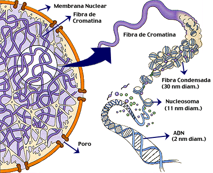 DEFINIÇÕES CROMATINA: é o DNA compactado juntamente com uma série de proteínas chamadas histonas.