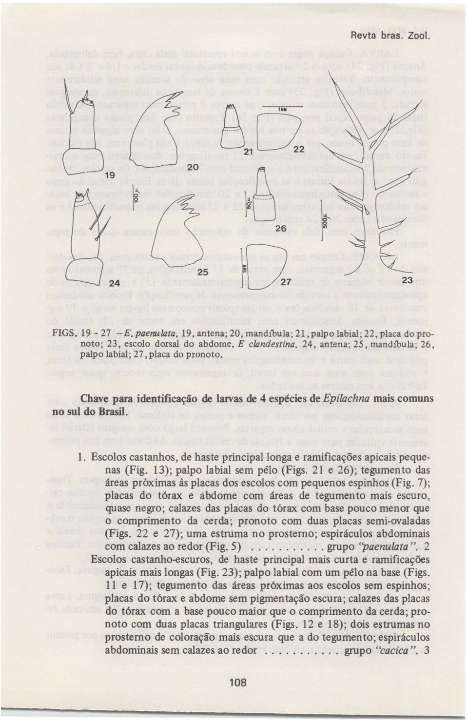 Escolos castanhos, de haste principal longa e ramificações apicais pequenas (Fig. 13); palpo labial sem pêlo (Figs.