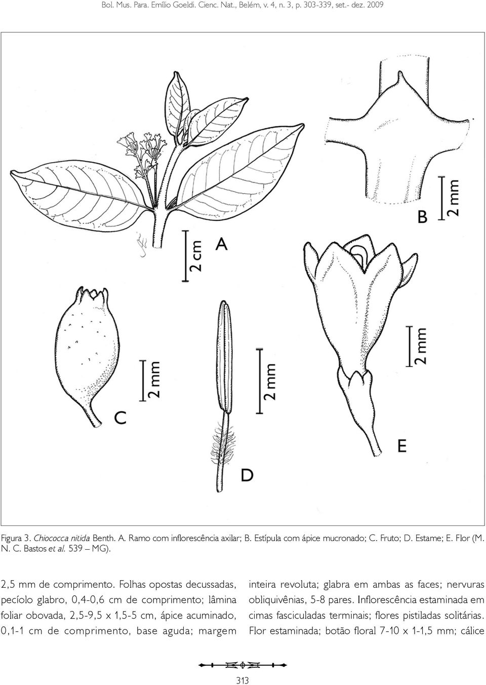 Folhas opostas decussadas, pecíolo glabro, 0,4-0,6 cm de comprimento; lâmina foliar obovada, 2,5-9,5 x 1,5-5 cm, ápice acuminado, 0,1-1 cm de comprimento, base aguda;