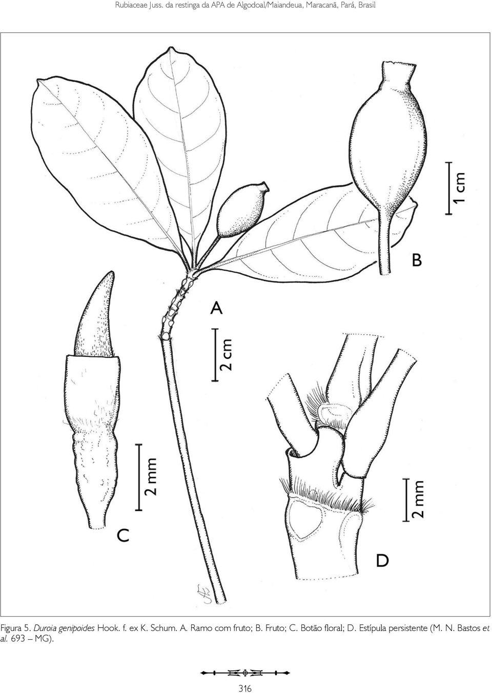 Brasil Figura 5. Duroia genipoides Hook. f. ex K. Schum. A.