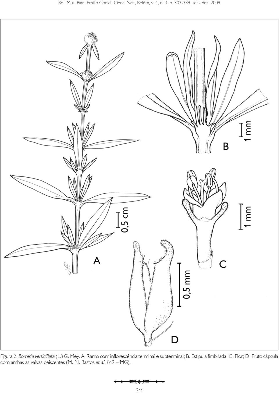 Ramo com inflorescência terminal e subterminal; B. Estípula fimbriada; C.