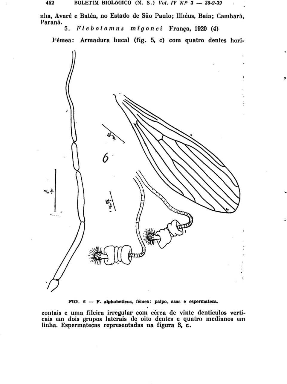Flebolo1l111S migonei França,192O (4) Fêmea: Armadura bucal (fig. 5, c) com quatro dentes hori- FIG. 6 - F.