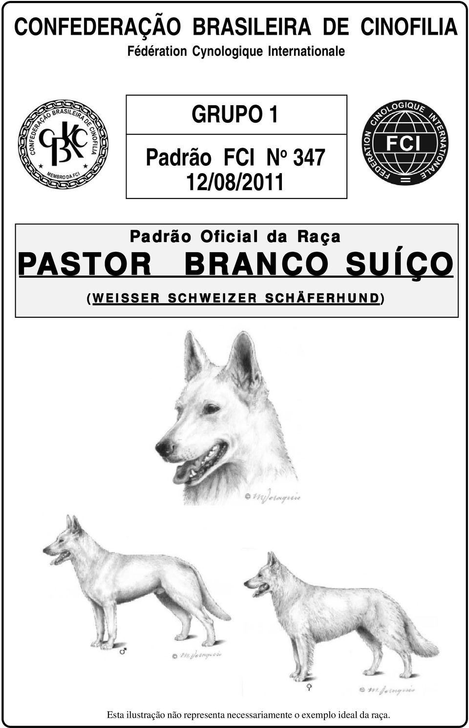 Oficial da Raça PAST ASTOR BRANCO SUÍÇO (WEISSER SCHWEIZER