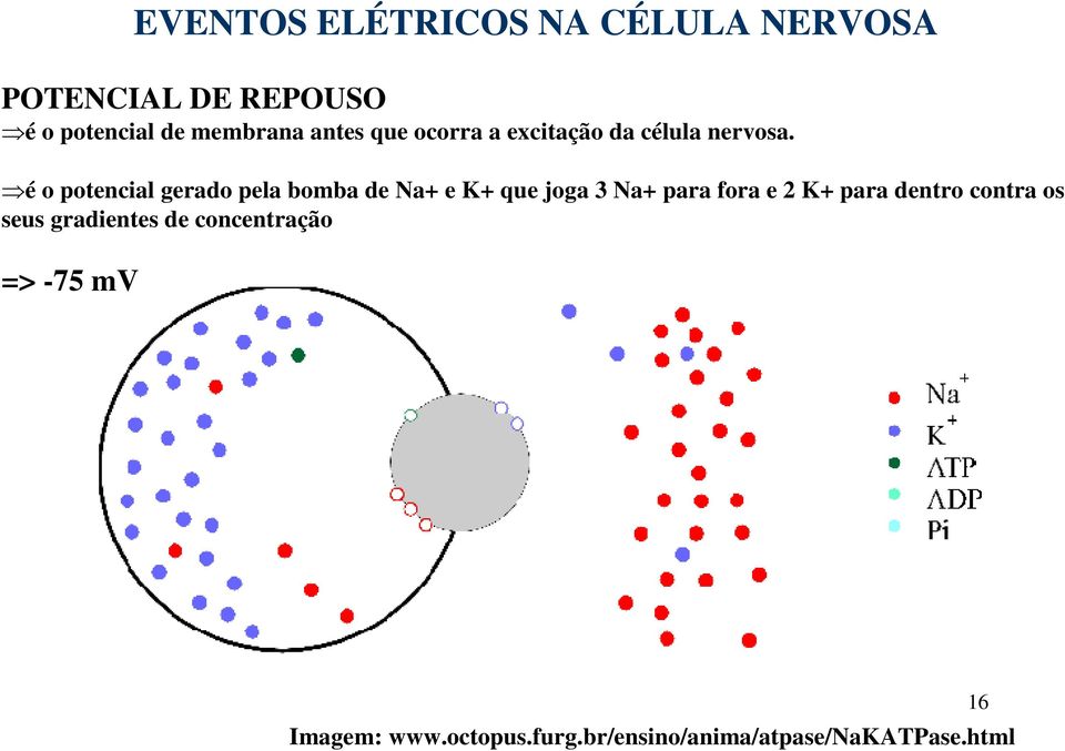 é o potencial gerado pela bomba de Na+ e K+ que joga 3 Na+ para fora e 2 K+ para