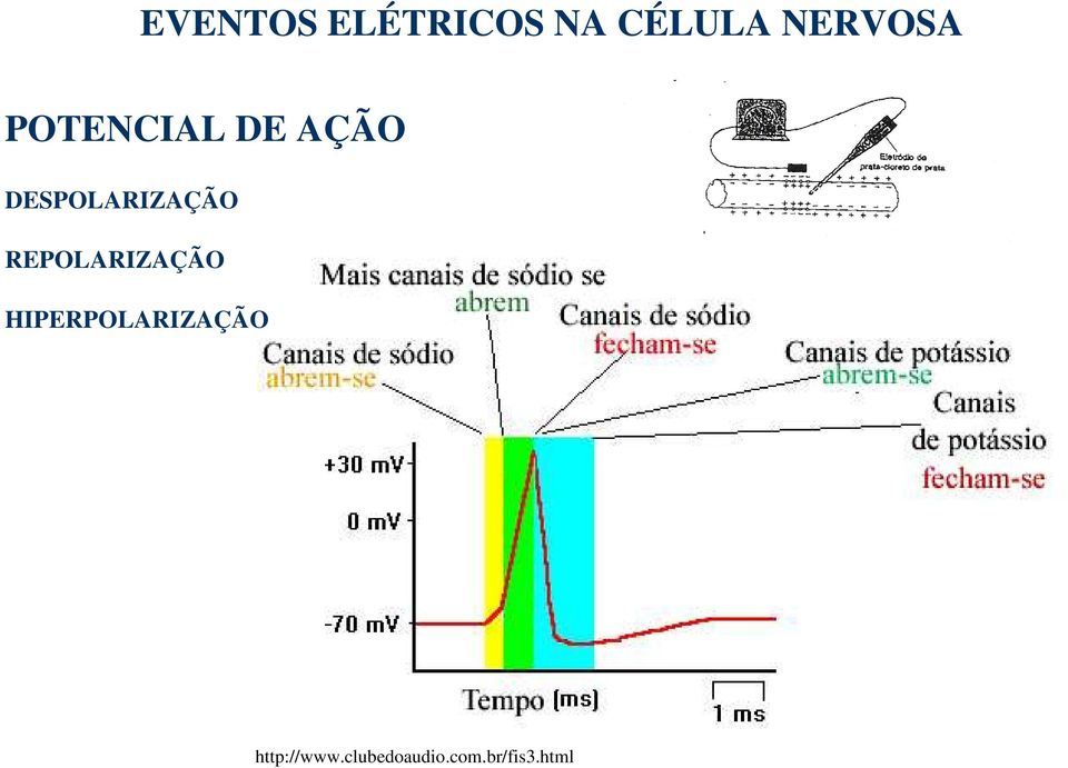 REPOLARIZAÇÃO HIPERPOLARIZAÇÃO 17