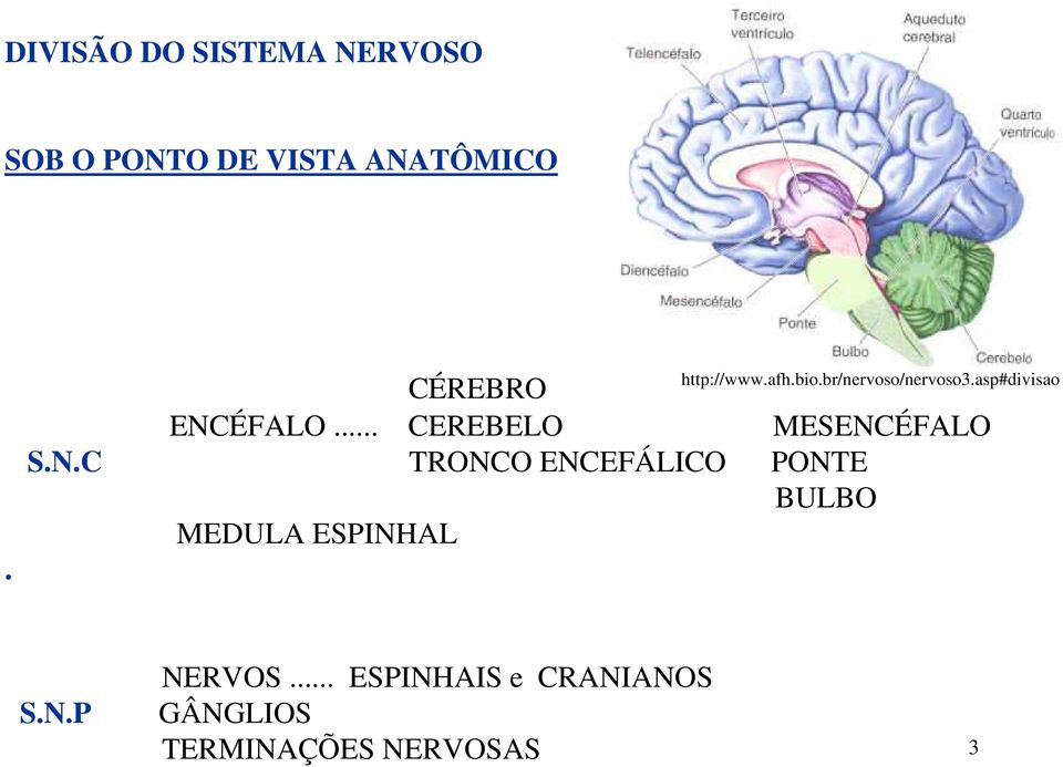 ESPINHAL http://www.afh.bio.br/nervoso/nervoso3.asp#divisao S.N.P NERVOS.