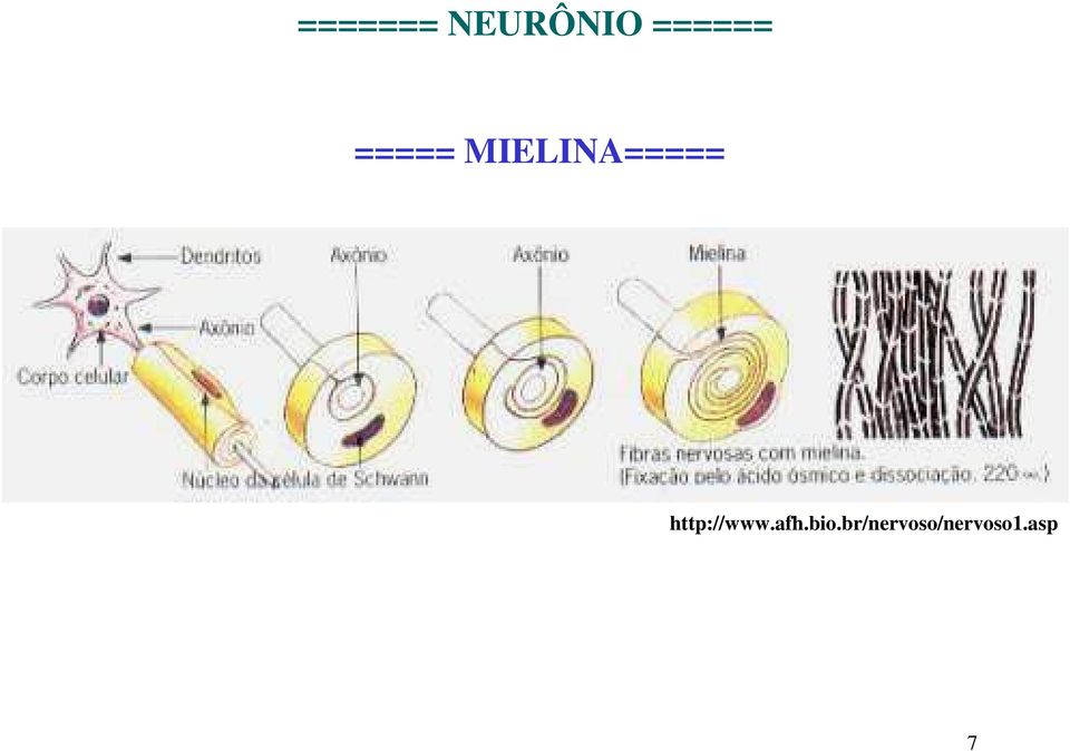 MIELINA=====