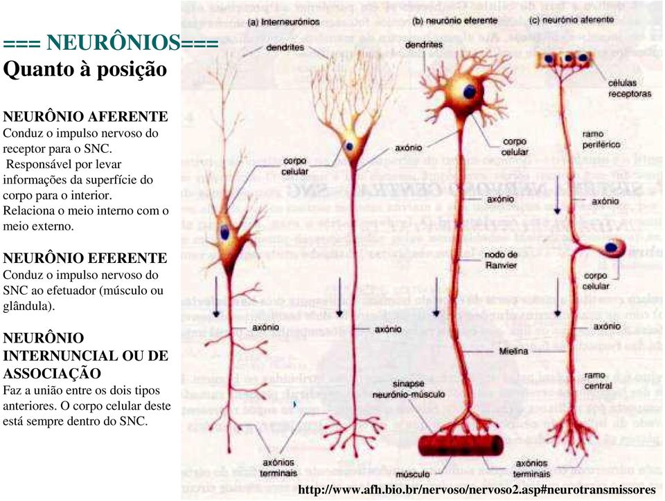 NEURÔNIO EFERENTE Conduz o impulso nervoso do SNC ao efetuador (músculo ou glândula).